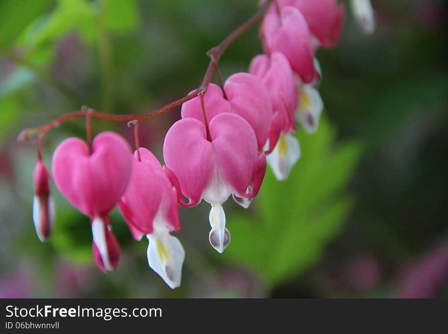 Bleeding Hearts Flowers