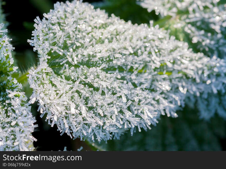 Abstract background from a grass covered with hoarfrost