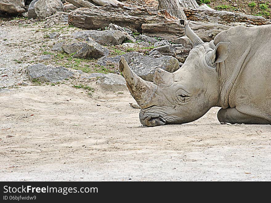 Big rhinoceros lying down on the ground on his own to rest. Big rhinoceros lying down on the ground on his own to rest.