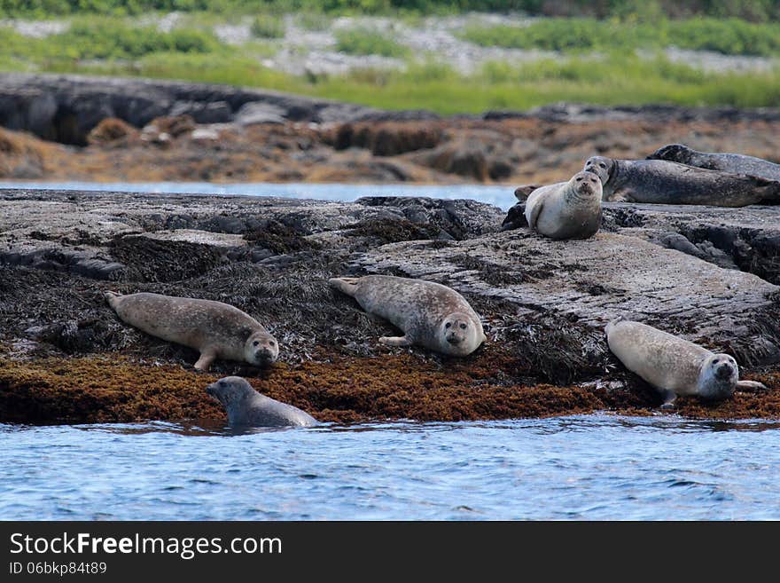 Seals relaxing near Lunenburg, NS