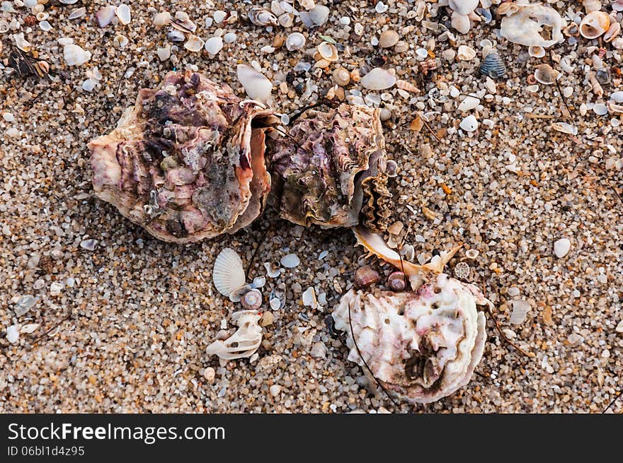 Seashells on the beach