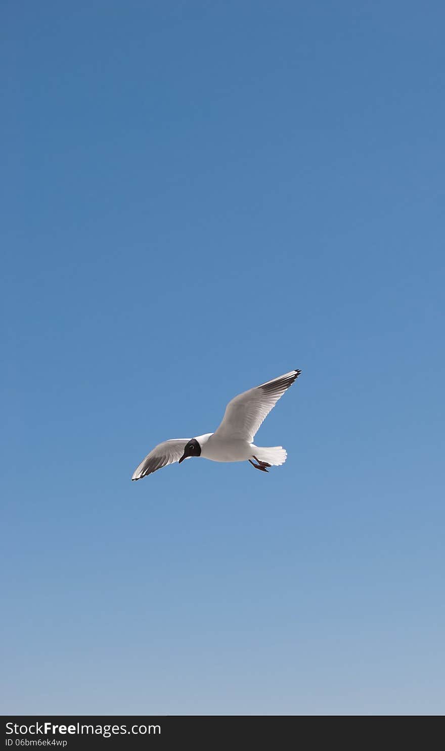 Flight of a gull in a cloudless sky. Flight of a gull in a cloudless sky