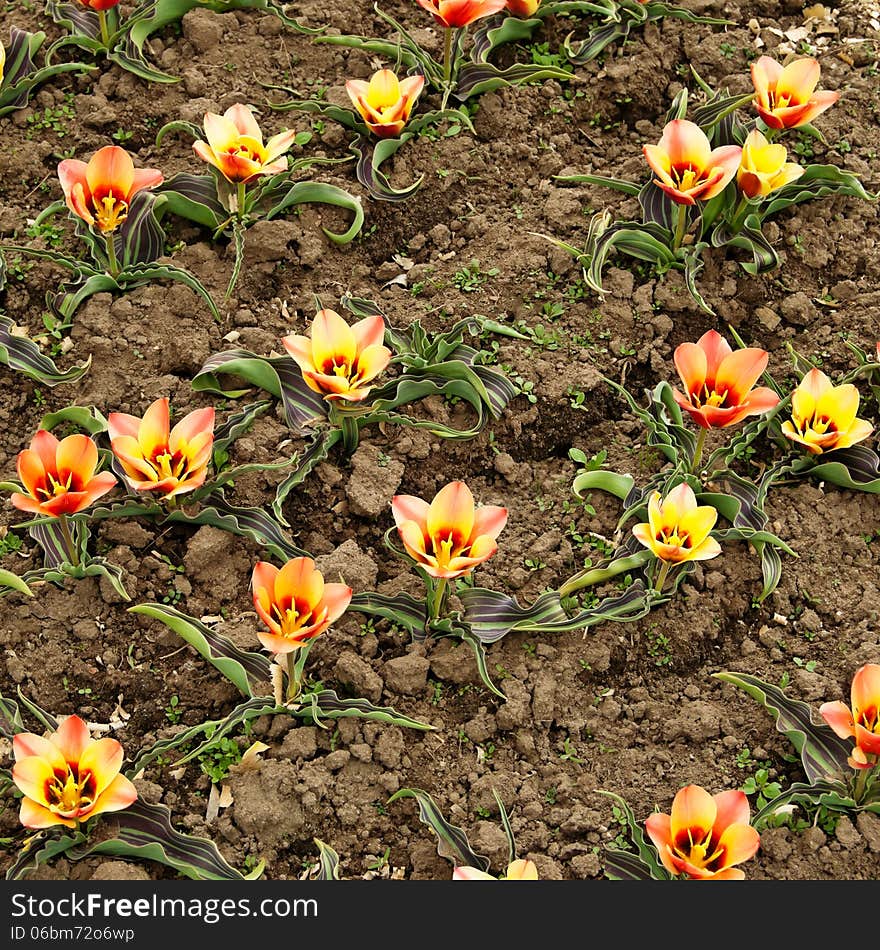 In a botanical garden tulips blossomed. In a botanical garden tulips blossomed