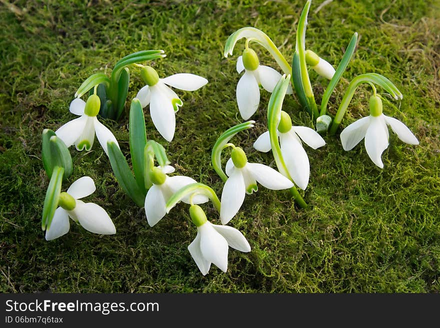 The first flowers - snowdrops on the background of green moss