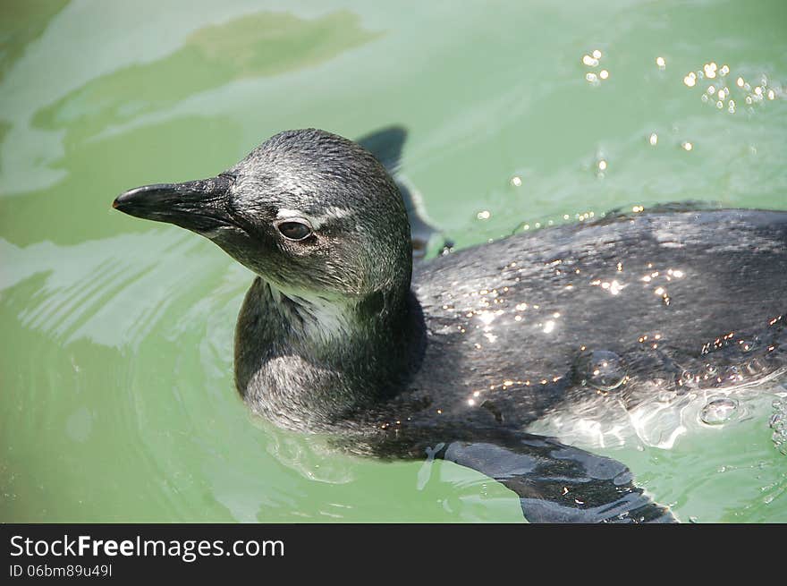 Rescued juvenile African Penguin Spheniscus demersus swimming in rehabilitation centre in Port Elizabeth, South Africa.