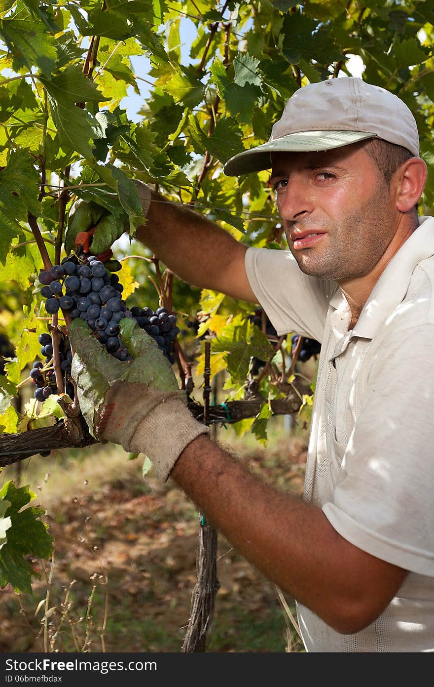 A man in a vineyard, hand pick the grapes for the harvest, cutting the bunch with a shear. A man in a vineyard, hand pick the grapes for the harvest, cutting the bunch with a shear.