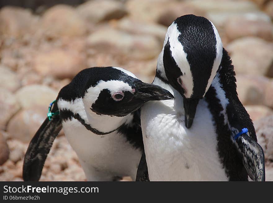 An African Penguin ( Spheniscus demersus ) seemingly whispers a secret to its companion. An African Penguin ( Spheniscus demersus ) seemingly whispers a secret to its companion.