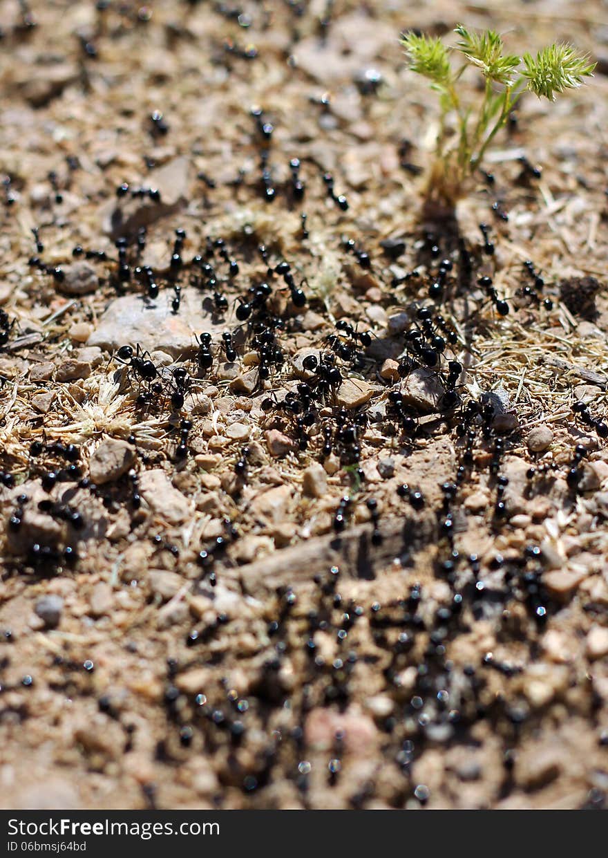 Black Ants And Green Sprout