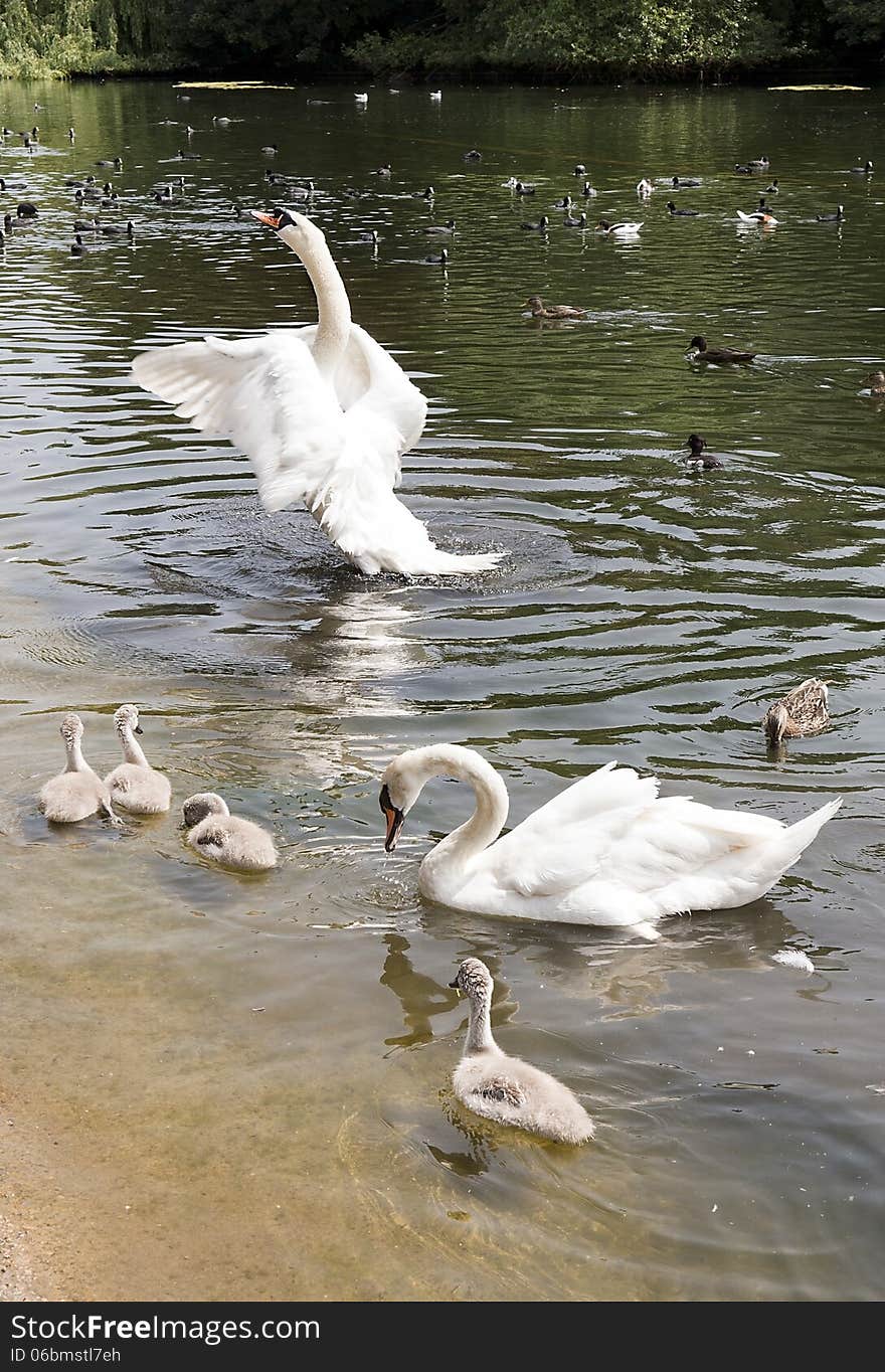 Family of white swans with fledglings swimming in a pond