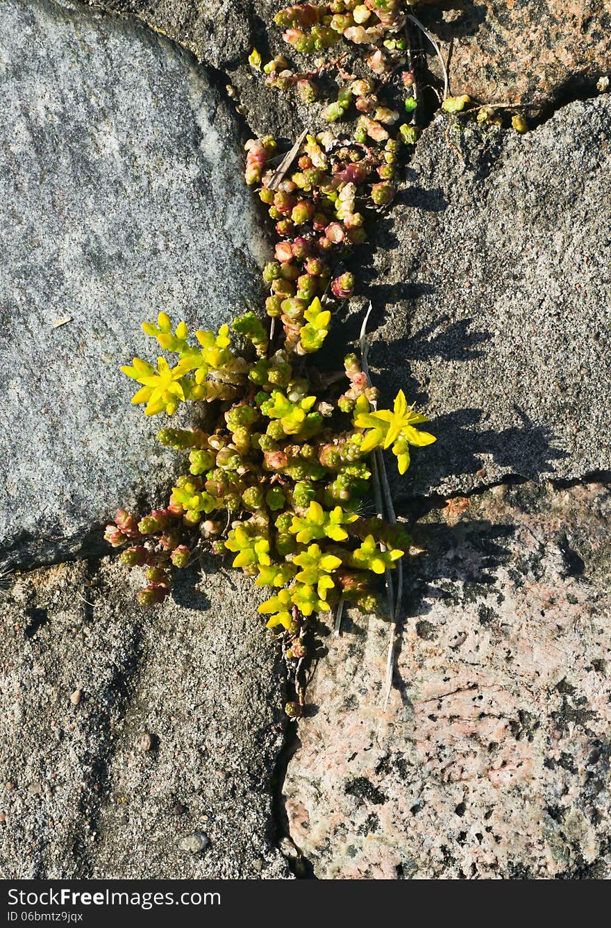 Saxifrage breaks through the stones