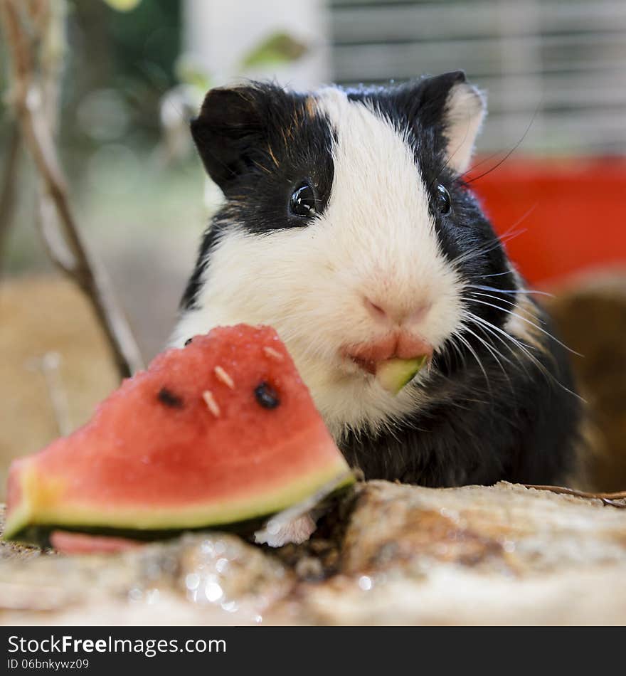 A little guinea pig quietly eating a slice of watermelon.