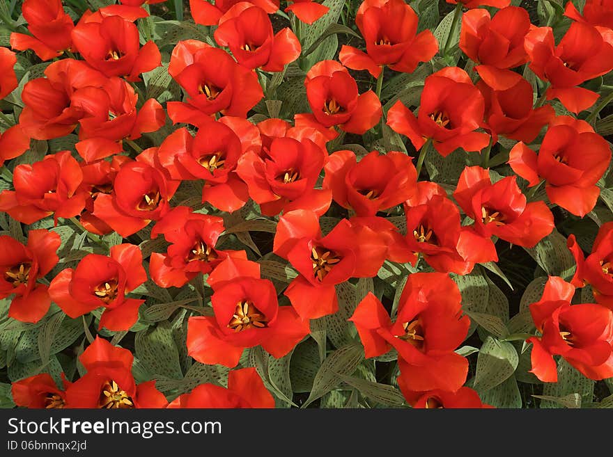 Background with red tulips.