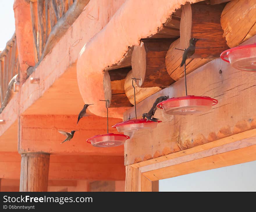 Hummingbirds at Mexican hotel