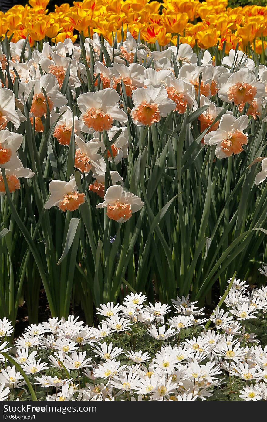 Daffodils and tulips in the garden.