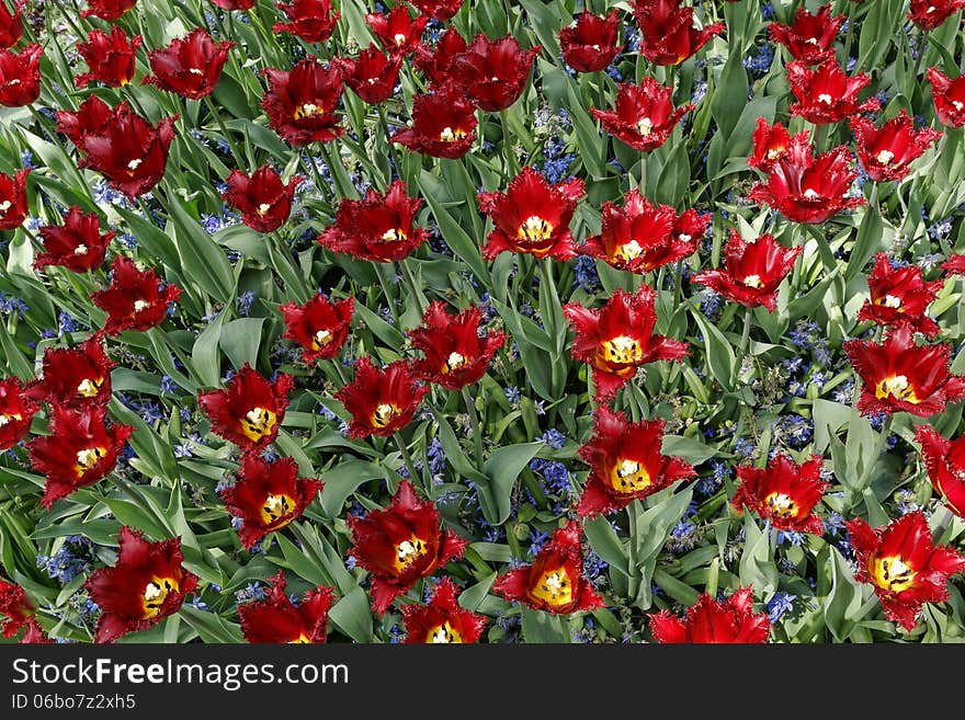 Maroon tulips with jagged petals in the garden together with blu