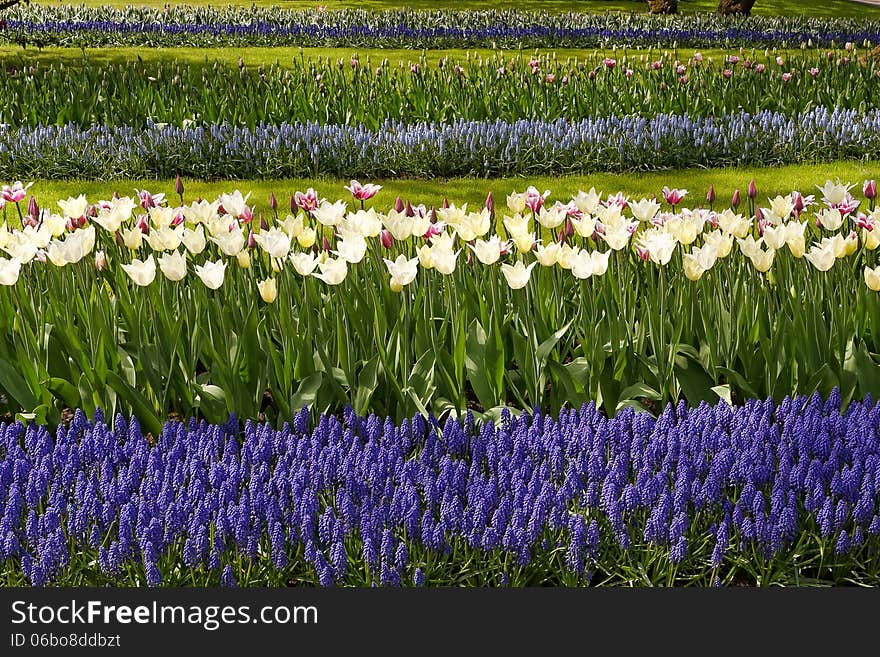 White tulips with blue hyacinths in the garden view from the side. White tulips with blue hyacinths in the garden view from the side.