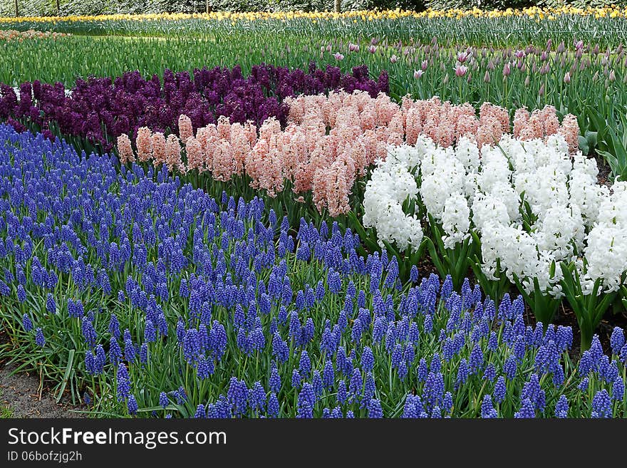 Hyacinths in different varieties in the garden. Hyacinths in different varieties in the garden.