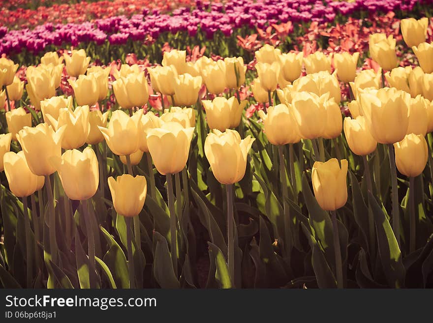 Tulips