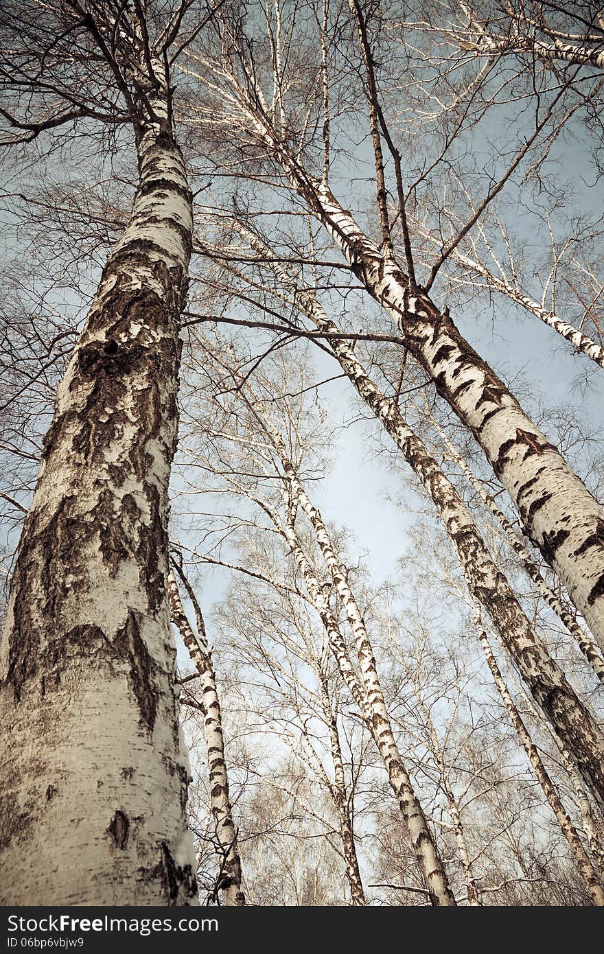 Top trees branches birch in sky. Top trees branches birch in sky