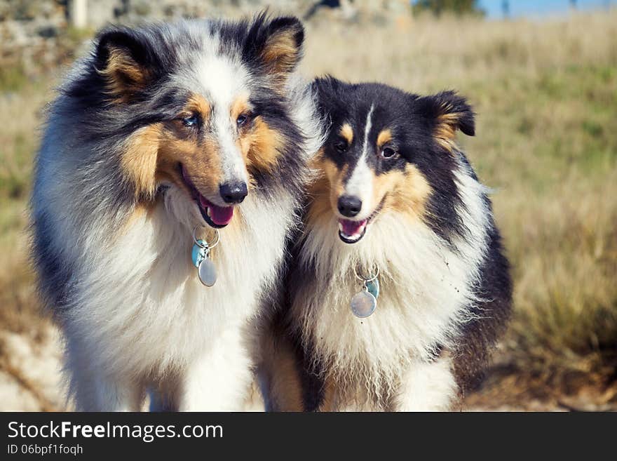 Two tri-color Shetland sheepdogs outdoors. Two tri-color Shetland sheepdogs outdoors.