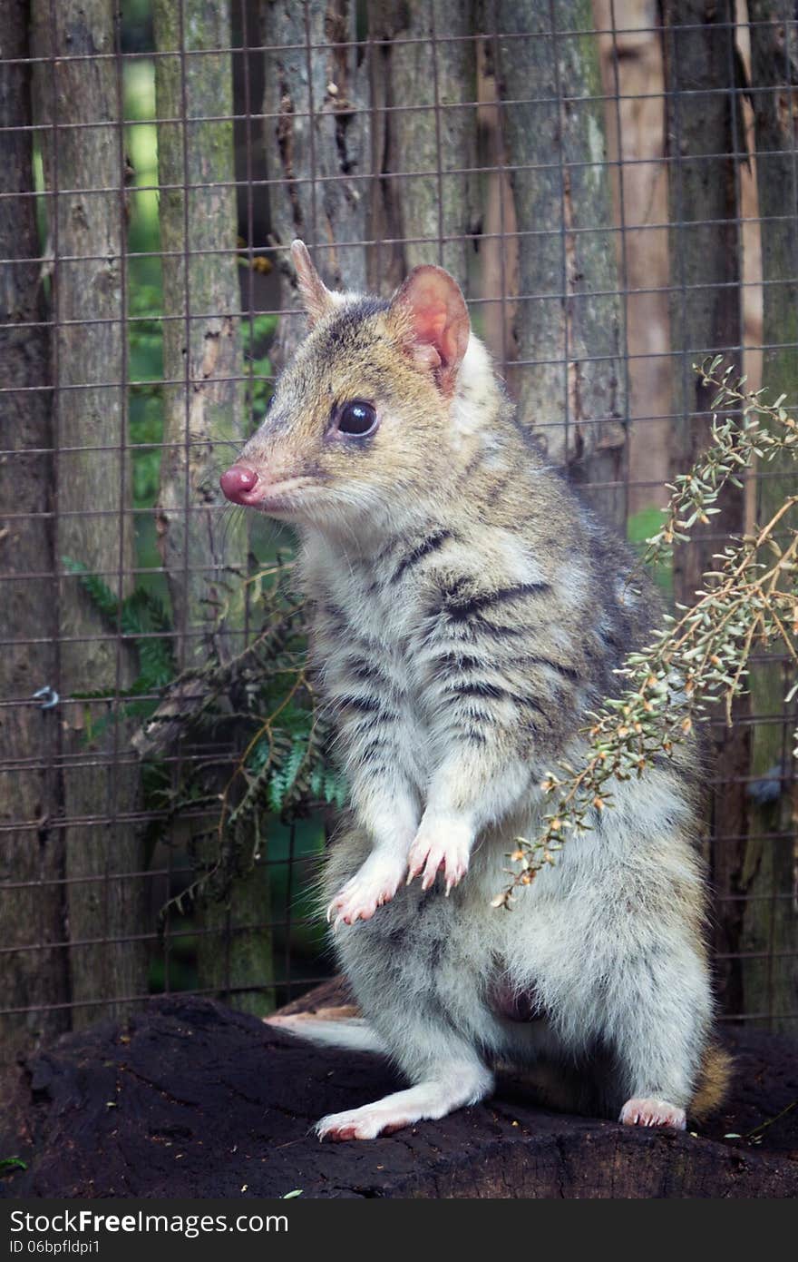 A small Australian marsupial, the Eastern Spotted Quoll.