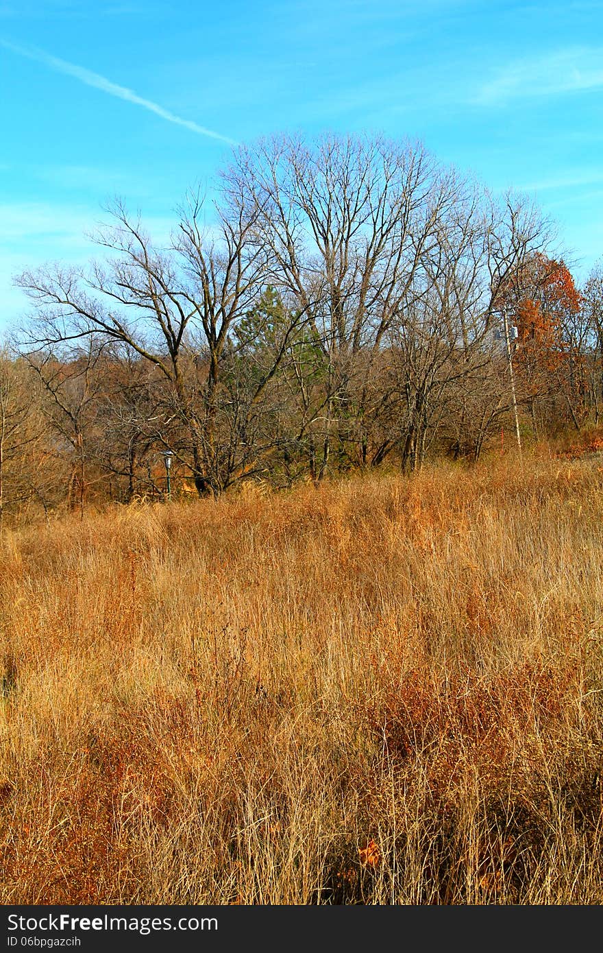 Autumn Savana