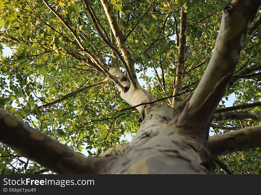 Picture tree (Platanus) from below. Picture tree (Platanus) from below