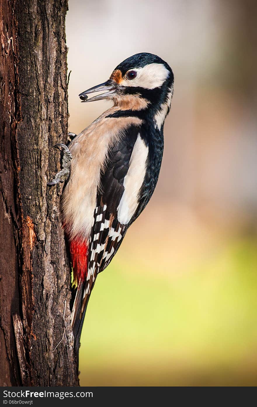 Woodpecker