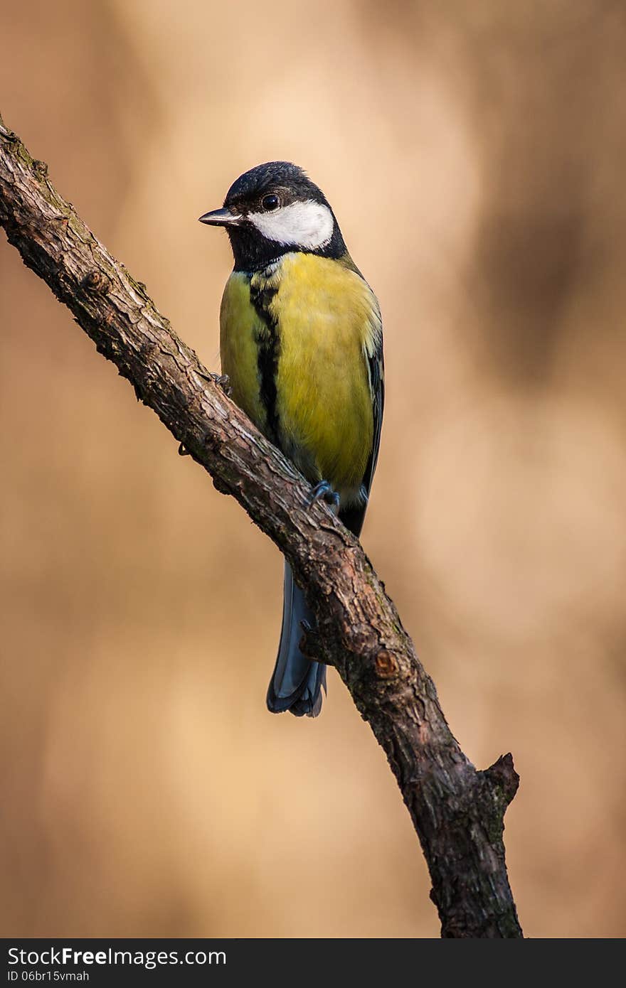 Great tit on a mossy trunk