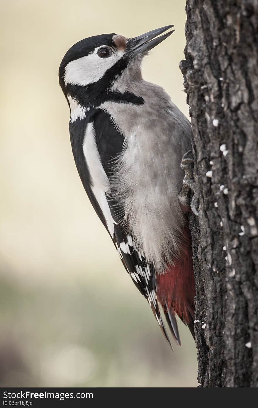 Woodpecker