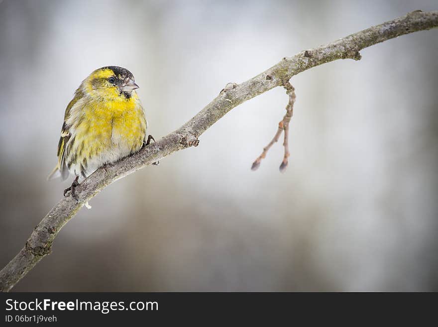 Bird to the tribe eats sunflower