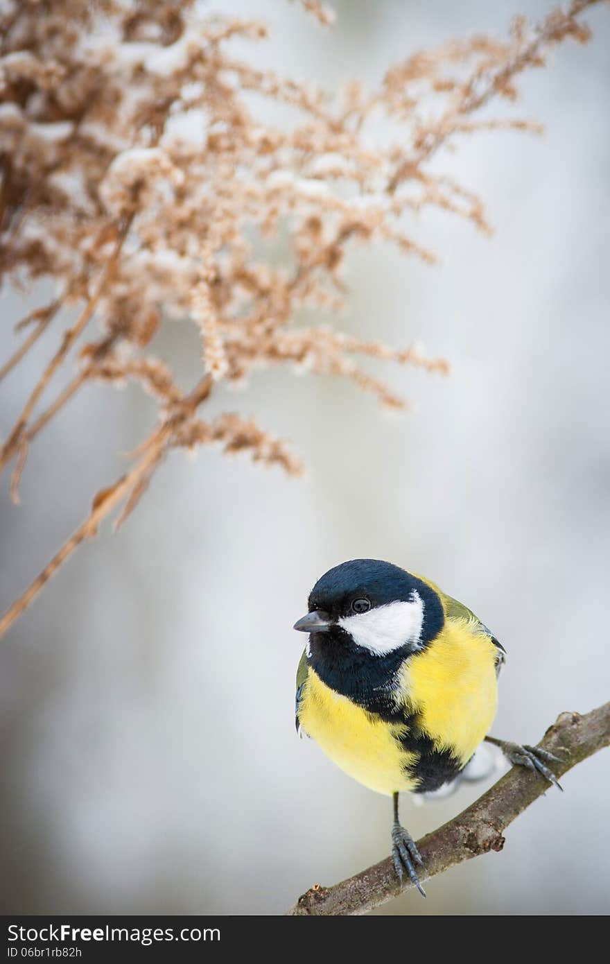 Great tit on a mossy trunk