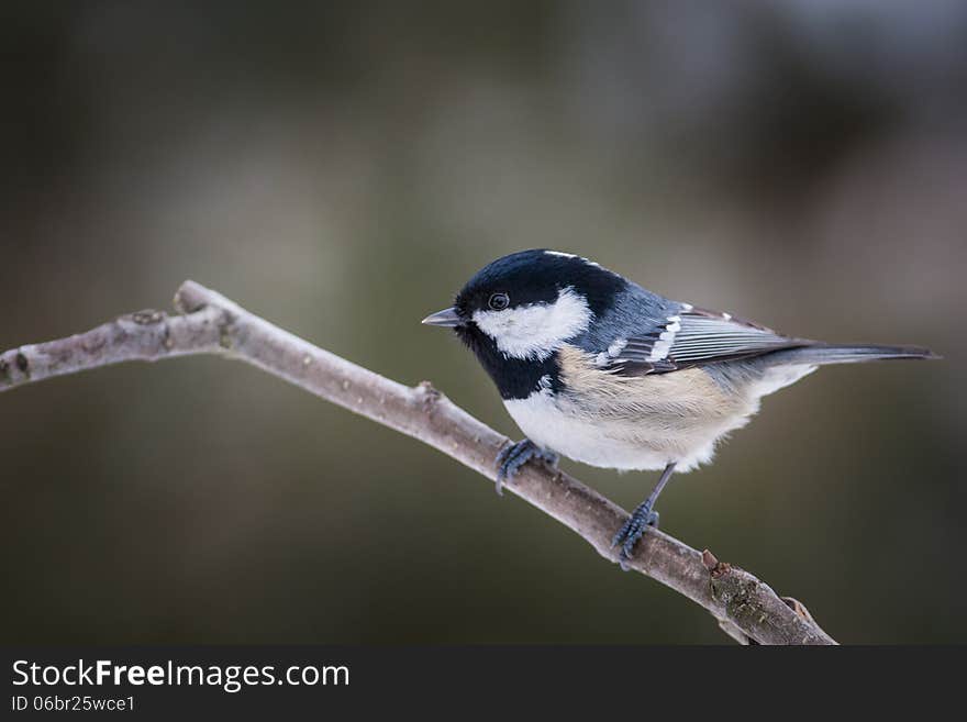 Great tit on a mossy trunk