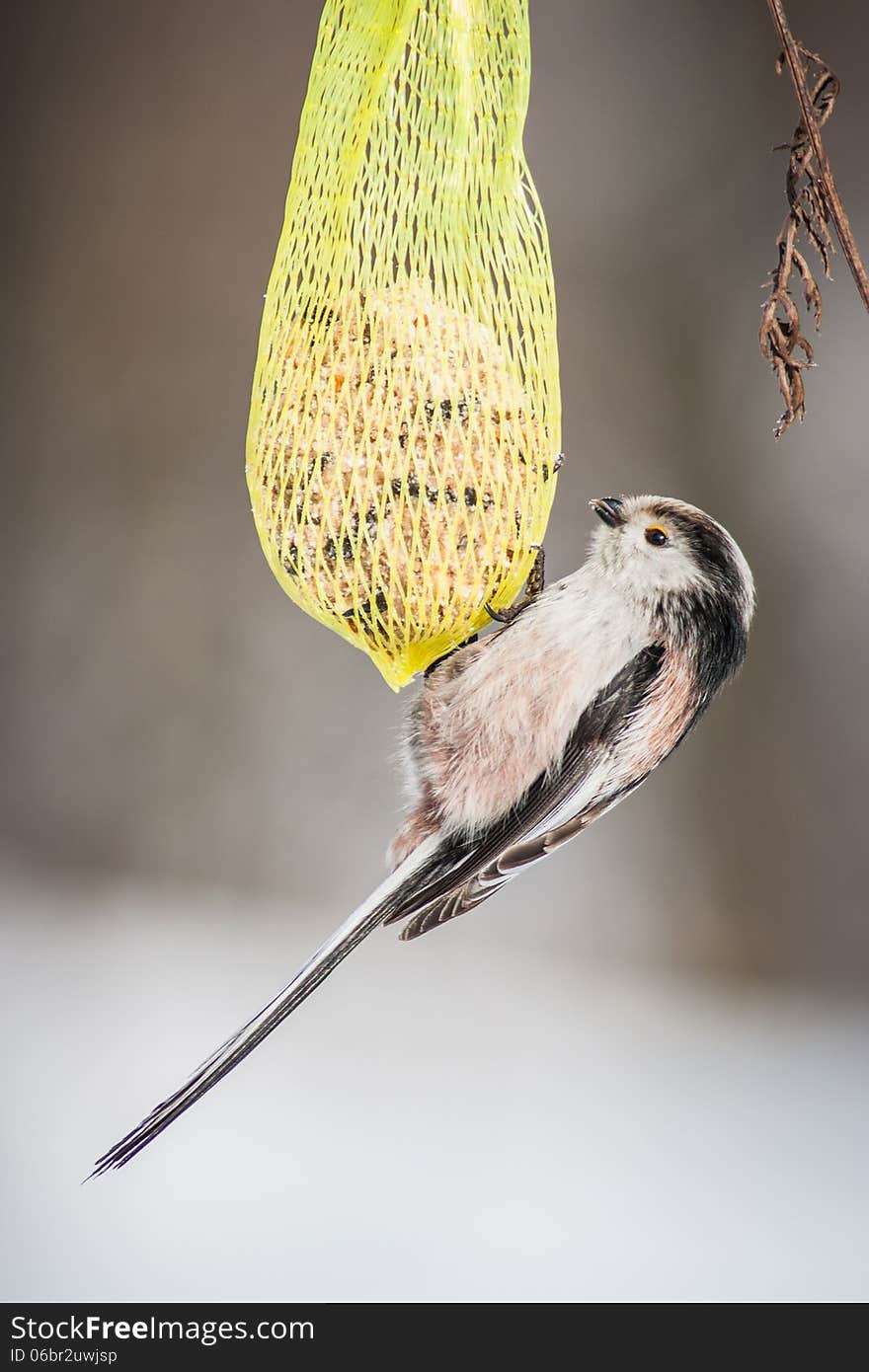 Bird on tallow ball