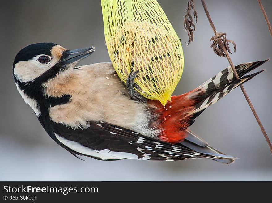 Woodpecker