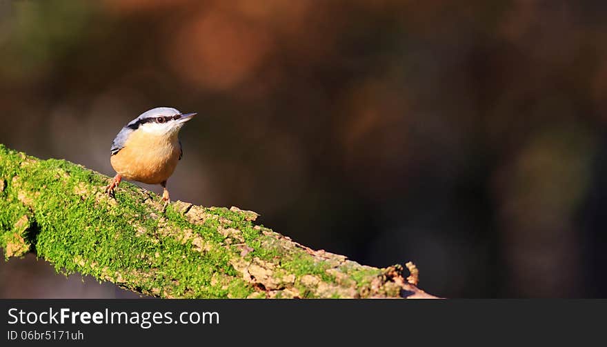 Nuthatch on a mossy branch