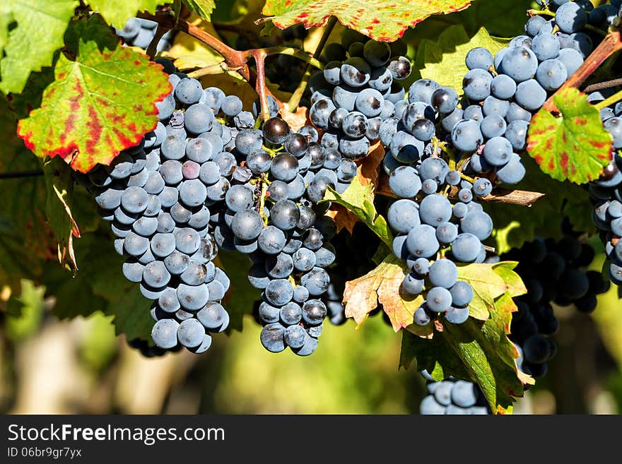 Fine bunch of blue grapes