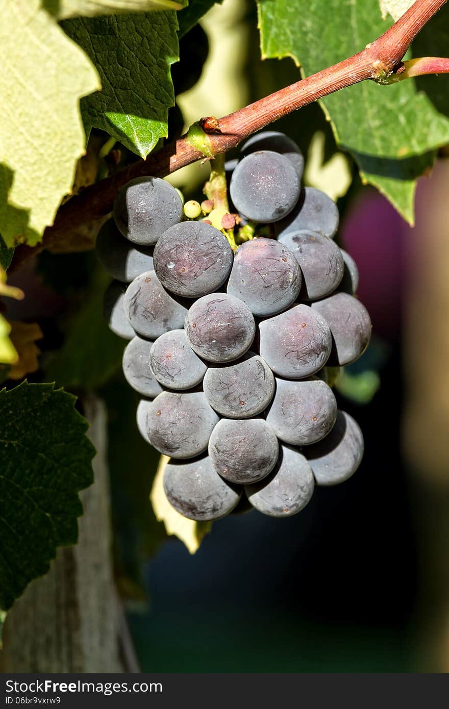 Fine bunch of blue grapes