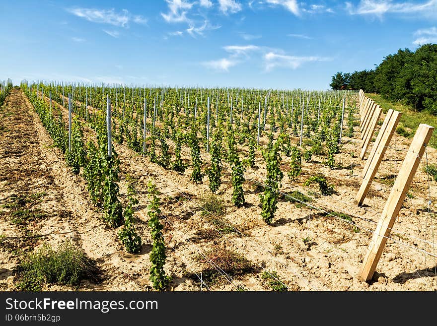 Beautiful rows of young grapes