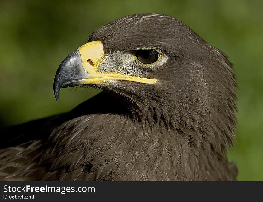 Close up profile portrait of a juvenile Steepe Eagle -Aquila nipalensis