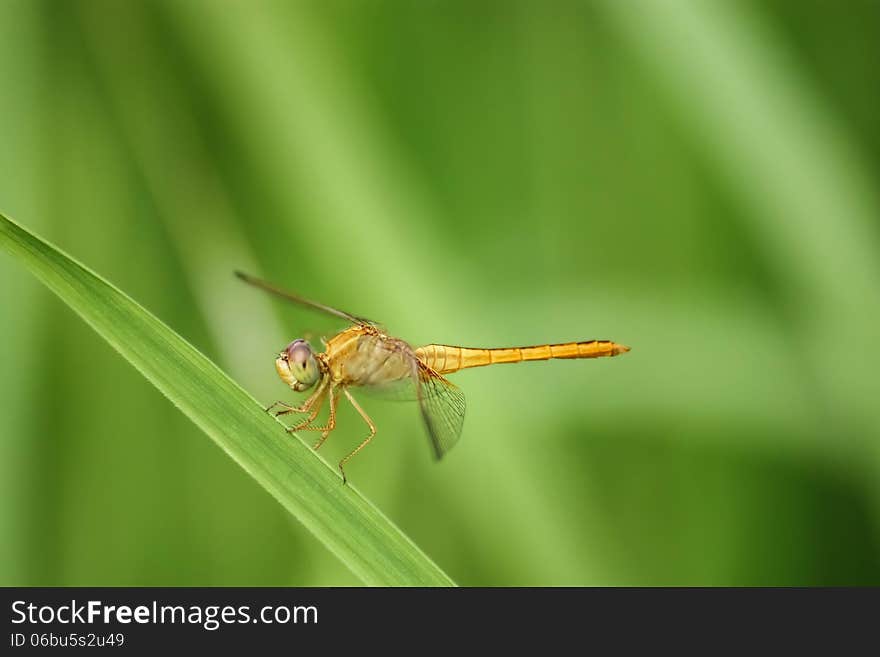 A yellow dragonfly in a rice field in Lao.