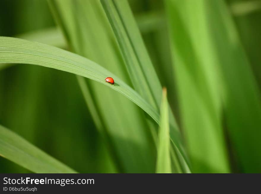 Red Bug