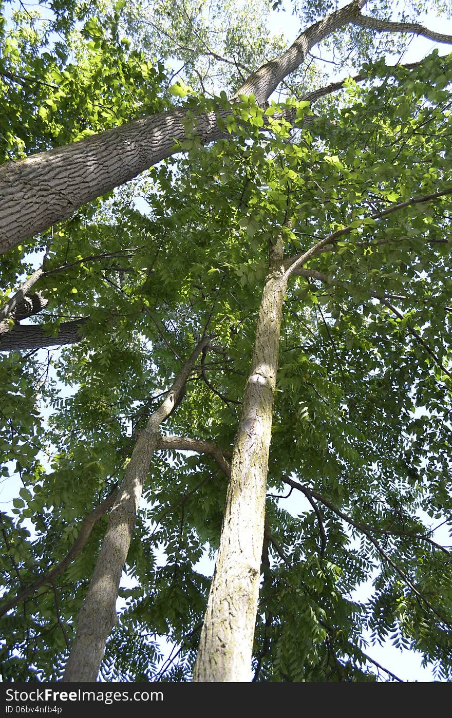 Tall trees ground view looking up