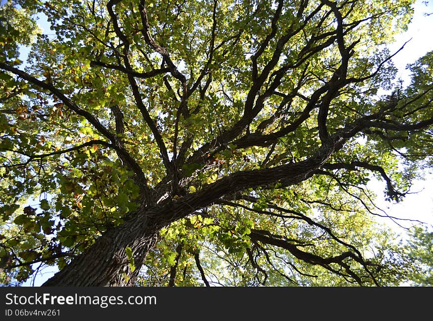 Tall trees ground view looking up