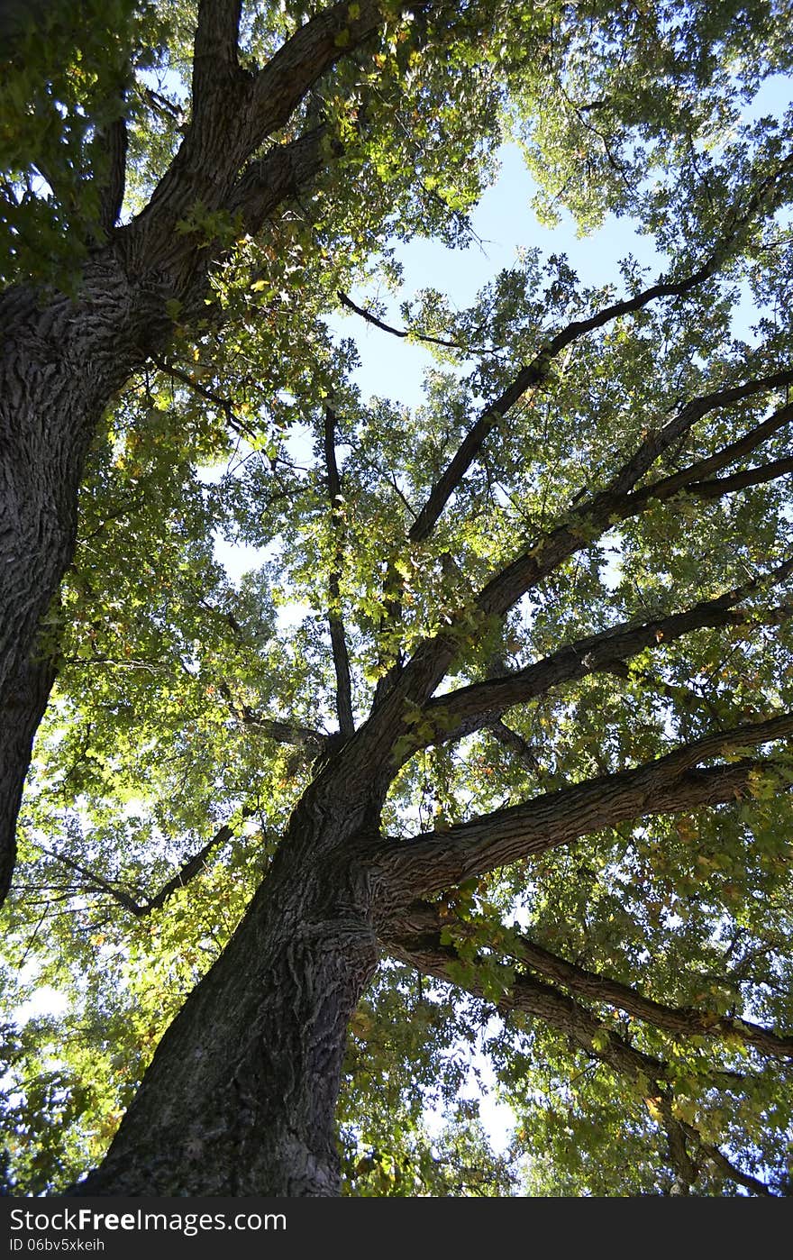 Tall trees ground view looking up