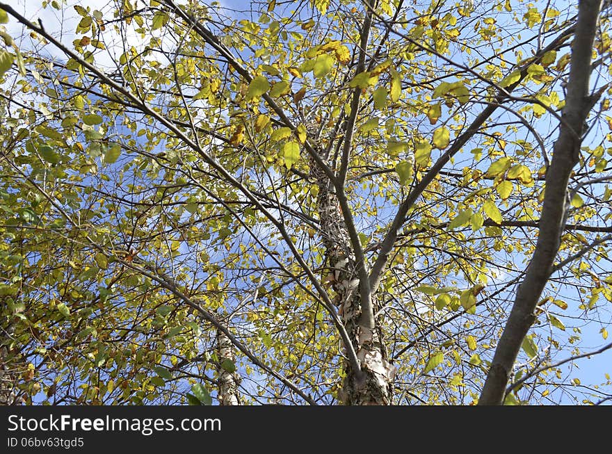 Tall trees ground view looking up