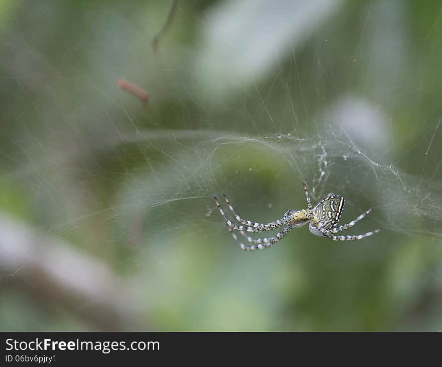 A spider sit back and wait.