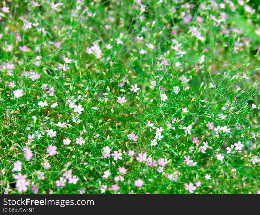 Close up of Baby’s Breath Flower Background