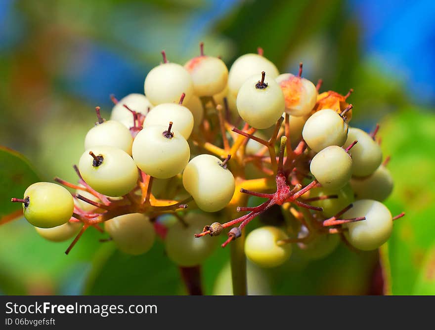 A cluster white fruit