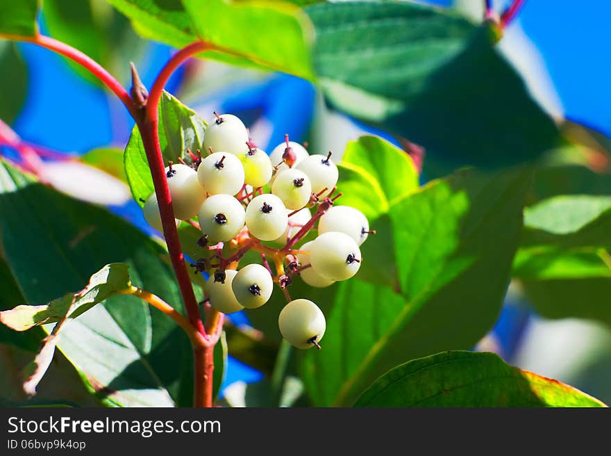 A cluster white fruit _ autumnal scenery